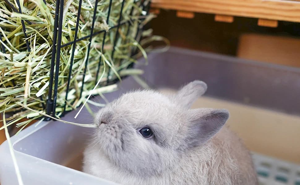 Black Metal Rabbit — Foldable Hay Feeder — product details