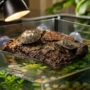 Turtle Basking Platform — Fish Tank Aquarium Tortoise Climbing Platform with 3 Suction Cups