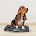 Precision Digital Pet Scale for Large Animals with Non-Skid Mat
