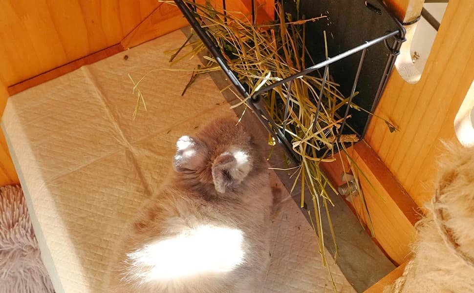 Black Metal Rabbit — Foldable Hay Feeder — product details