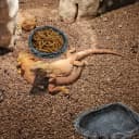 2 Pack Reptile Feeding Dish Corner Bowl — Reptile Water Dish Food Bowl Feeding Terrarium Bowls for Bearded