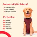 Dog Surgery Recovery Suit — Male Female After Spay Neuter Onesie