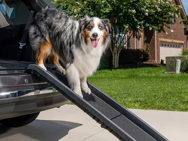Happy Ride Folding Dog Ramp — Happy Ride Folding Dog Ramp