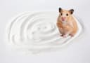 Hamster Bath Sand — 7.7lb Dust Free Desert Sand or Potty Litter Sand for Hamster Chinchillas Gerbil Syrian Mice
