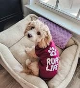 Dog Surgery Recovery Suit — Male Female After Spay Neuter Onesie — collection imagery
