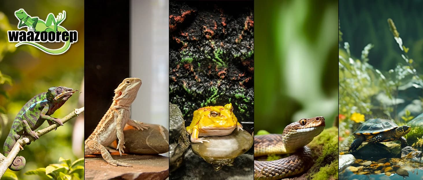 11 Gallon Tall Reptile Glass Tank 12"x12"x18",Pre-Assembled Vertical Terrarium Enclosure with Front Openning — collection imagery