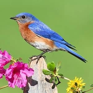 Nature’s Way Cedar Bluebird House for Outdoor Nesting — Attract These Birds
