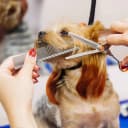 Dog Combs for Grooming — Metal Cat Comb for Long Haired