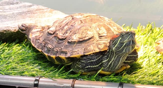 Extra Large Turtle Basking Platform with Artificial Grass — Artificial Turf