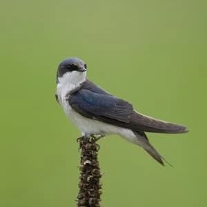 Nature’s Way Cedar Bluebird House for Outdoor Nesting — Attract These Birds
