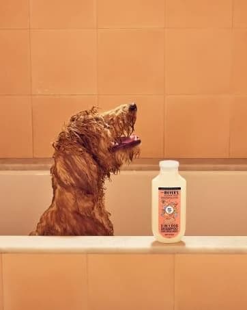 Clean Day 3 in 1 Dog Shampoo — collection imagery