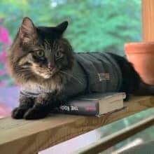 Classic Cat Anxiety Jacket — Heather Gray — Purr-fect for Vet Visits