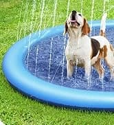 Dog Pool for Large Dogs — Foldable Hard Plastic — collection imagery
