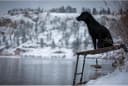 Final Stand Dog Adjustable Training Platform and Storage Panel | Hunting Stand | Elevated Pet System for Place — Style Name: FINAL STAND