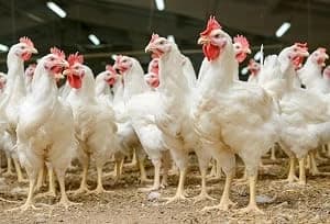 Cozy Coop Chicken Coop Heater — Applications