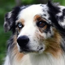 Boar Dog Brush — Groom Like a Professional — Coarse Coat
