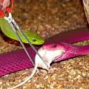 Snake Feeding Tongs,15 Inch Reptile Feeding Tongs