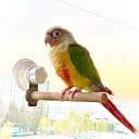 Bird Window/Bath/Car/Travel Perch Stand with Suction Cup for Small and Medium Bird Parrot Parakeet Cockatiel