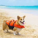 Granby Splash Dog Life Jacket