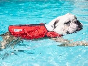 Dawson Swim Dog Life Jacket — Life Vest — Confidence in Every Splash
