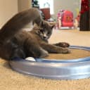 Bergan Turbo Scratcher Replacement Pads — 2 Pack