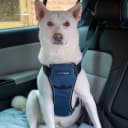 Crash Tested Dog Safety Harness | Size M