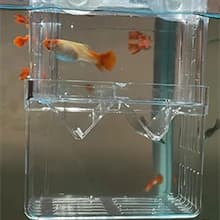 Aquarium Fish Breeder Box Plastic Fish Isolation Breeding Box Hatching Incubator Box for Baby Fishes Shrimp — Scope of application
