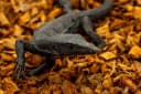 ReptiChip Reptile Substrate Coconut Chip Bedding 72 Quart Compressed Organic Coco Husk Block for Snake Habitat