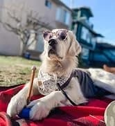 Dog Surgery Recovery Suit — Male Female After Spay Neuter Onesie — collection imagery