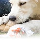 USA Dry Skin and Itch Relief Pet Shampoo for Dogs – Oatmeal Formula with Coconut Lime Verbena Scent & Pet — collection imagery
