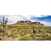 36x18 in Desert Reptile Habitat Backdrop — Oasis Cactus Terrarium Background — collection imagery