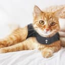 Classic Cat Anxiety Jacket — Heather Gray