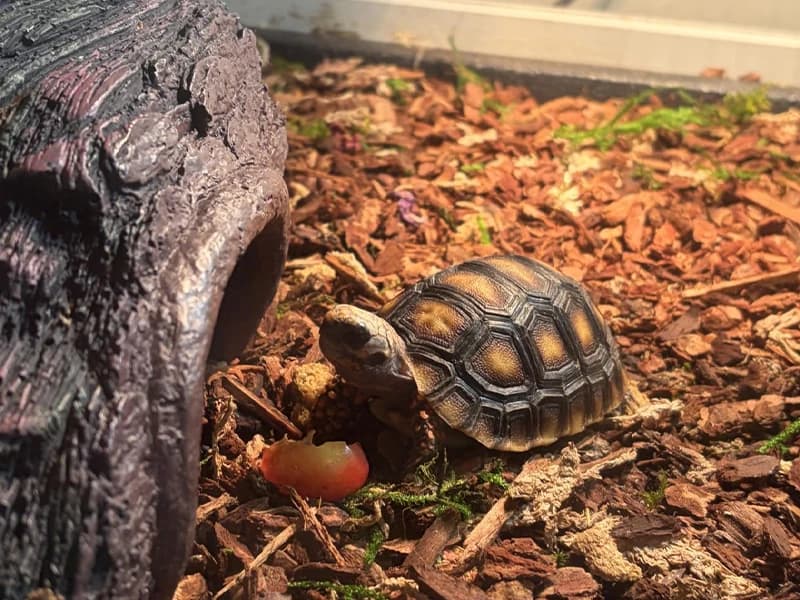 39" L Large Tortoise Enclosure — Voice of the Customer