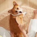 Stainless Steel Pin Dog Brush