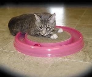 Bergan Turbo Scratcher Replacement Pads — 2 Pack — collection imagery