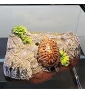 Extra Large Turtle Basking Platform with Artificial Grass — collection imagery