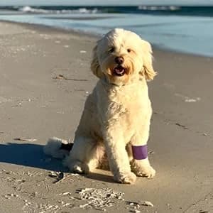 Pet Wrap — Self-Adhesive — Dog