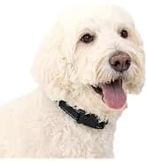 Automatic Dog Feeder — 5 Meals — collection imagery