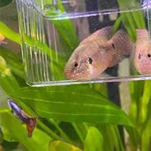 Aquarium Fish Breeder Box Plastic Fish Isolation Breeding Box Hatching Incubator Box for Baby Fishes Shrimp — Scope of application