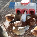 OverEZ Chicken Feeder - Holds — 50 Pounds of Feed - Inside or Outside Hen Coop - Large Gravity Fed Automatic