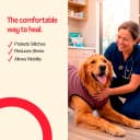 Dog Surgery Recovery Suit — Male Female After Spay Neuter Onesie