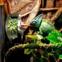 Reptile Chameleon Cantina Drinking Fountain Water dripper Supplied with Feeding Tongs and Frosted Tweezer for