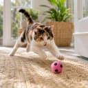 Sponge Soccer Ball Cat Toys for Cats and Kittens - Interactive and Colorful Plush Toy