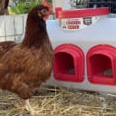 OverEZ Chicken Feeder - Holds — 50 Pounds of Feed - Inside or Outside Hen Coop - Large Gravity Fed Automatic