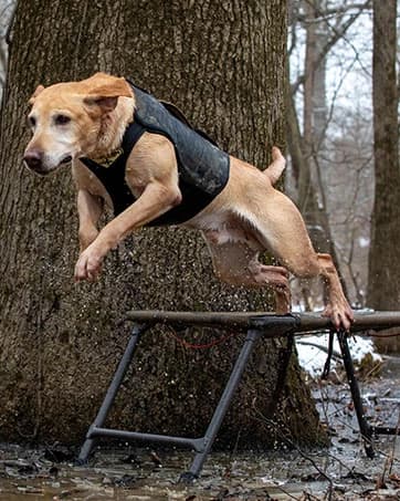 Final Stand Dog Adjustable Training Platform and Storage Panel | Hunting Stand | Elevated Pet System for Place — collection imagery