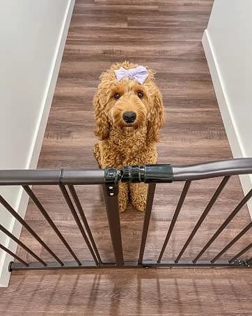 Universal Pet Gate: 26” - 42” Wide Dog Gate for Doorways with Pressure Fit or Swinging Door Hardware Mounting — collection imagery