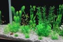 Aquarium Plants — 20 Pack Artificial Fish Tank Plants for Aquarium Decorations (Green)