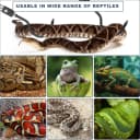 Snake Hook Heavy Duty — Snake Hook Retractable 35"-65" Catcher Hook for Rattlesnakes Ball Python Rattle Cobra