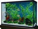 GloFish Artificial Bamboo Plant