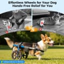 Dog Wheelchair for Back Legs – Adjustable Dog Wheelchair